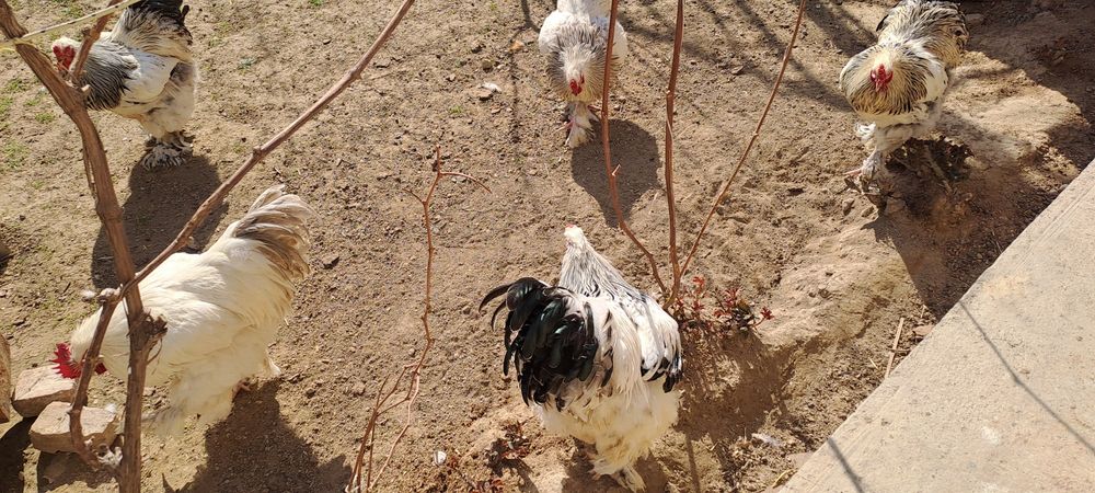 Bramma xurozlari sotiladi