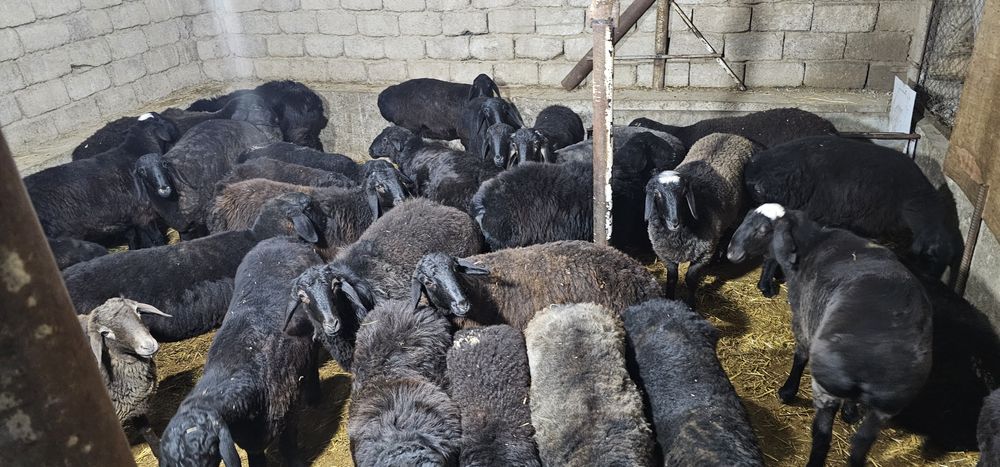 Urgochi qoyla sotiladi