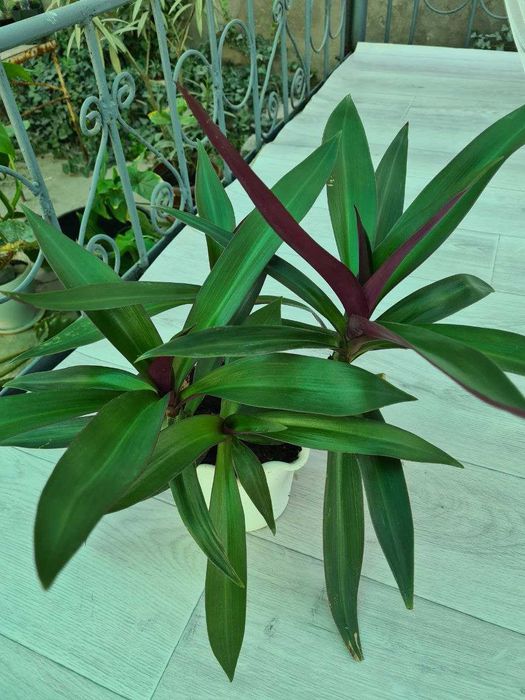 Композиция из кактусов и суккулентов, хлорофитум