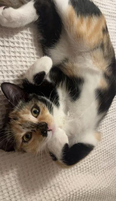 Передержка домашних питомцев