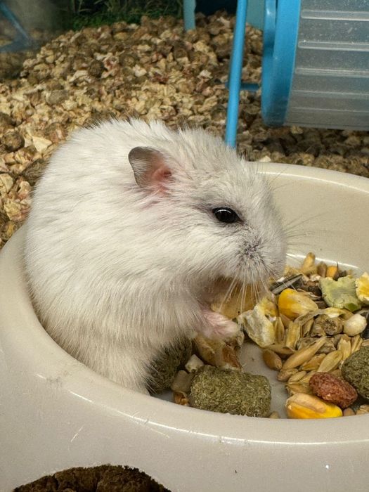 Джунгарские хомячки