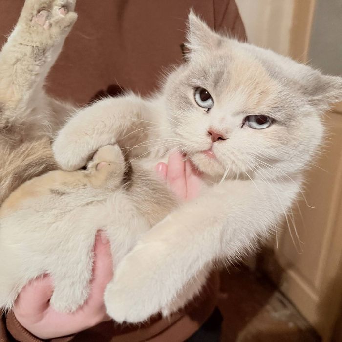 Mushuk sotiladi British short hair qizbola