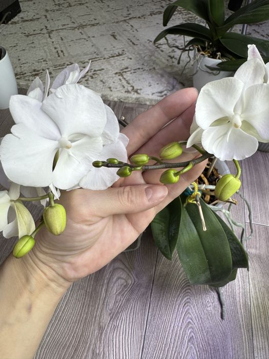 Продам орхидею .