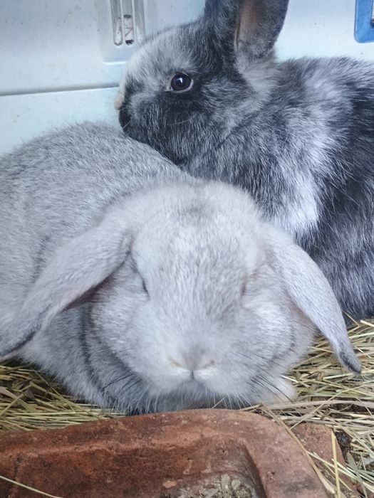 Iepurași Rex tricolor și berbec pitic