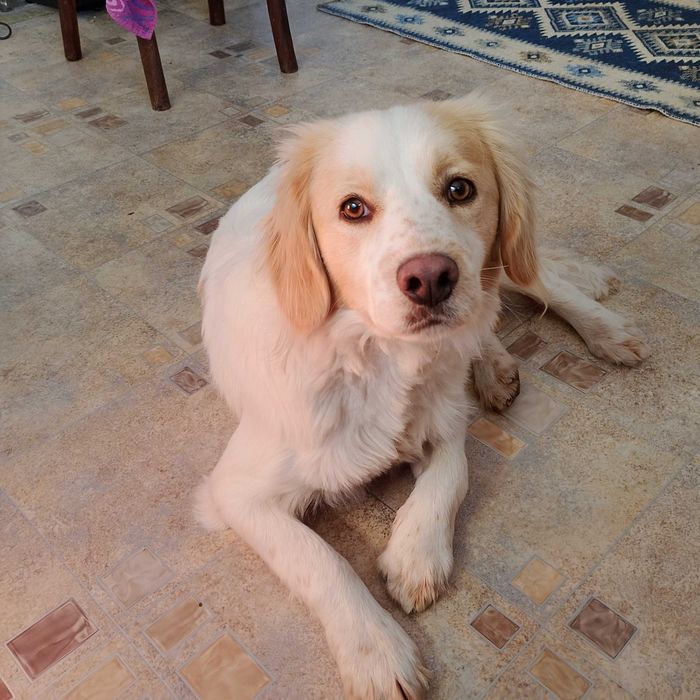 Подарявам добро куче