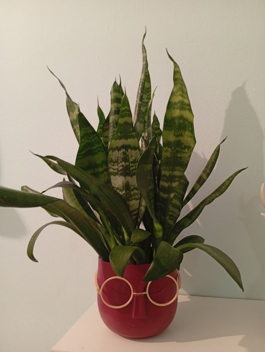Сансевиерия 5000