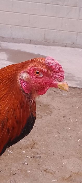 Bobo huroz sotiladi toshken shahar 100 % soglom juda chiroyli uzun nar