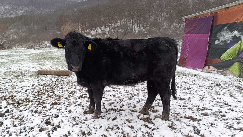 Продавам месодайни женски телета - Абърдийн Ангус