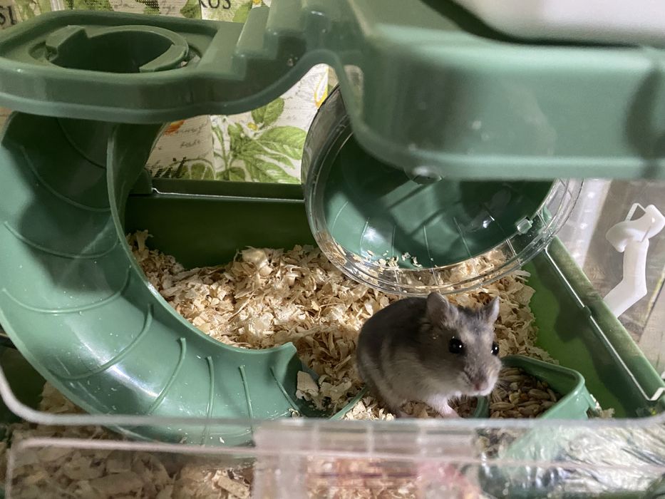 Продается клетка с хомяком