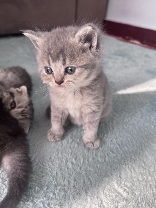 Scotish stright silver