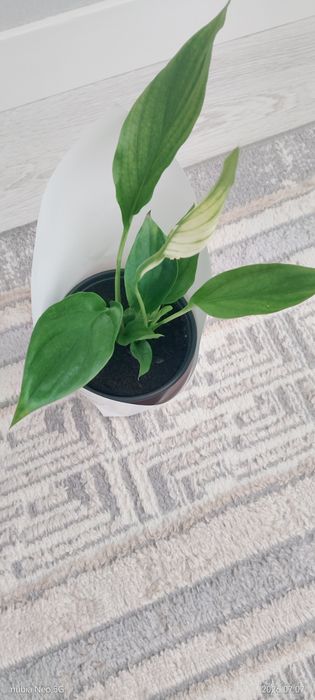 Продам цветы в горшочке
