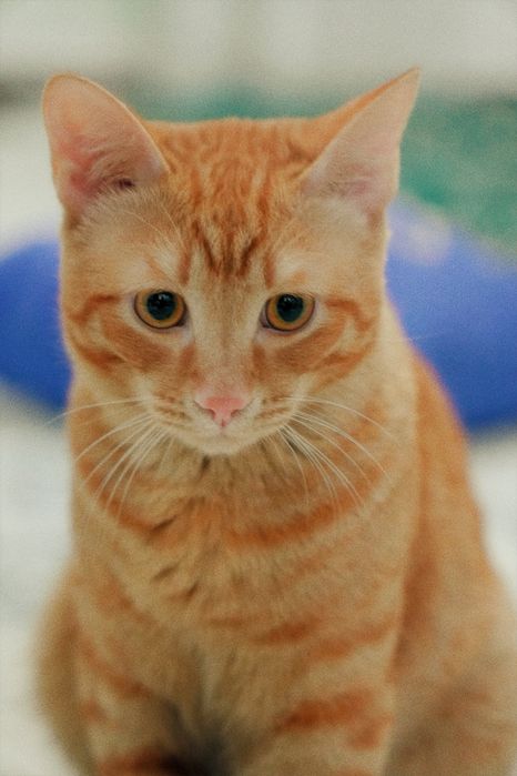 Отдам кота бесплатно