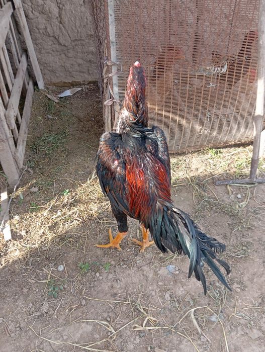 Даканг Хуроз сотилади