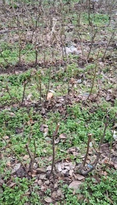 “черный магия” atirgul ko’chatlari