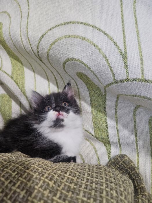 Котята , в заботливые руки!