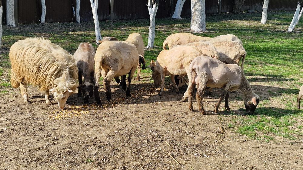 Berbeci si oi cu miei de vânzare