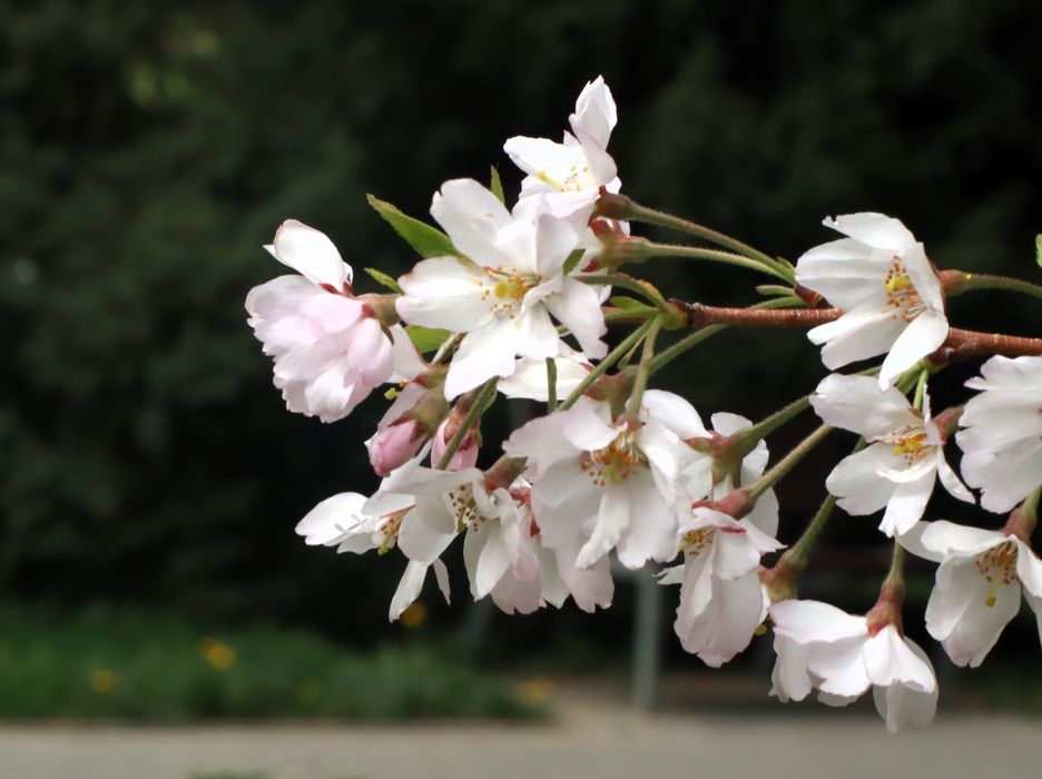 Canon EOS 850d kit +Zenitar 50mm f1.9