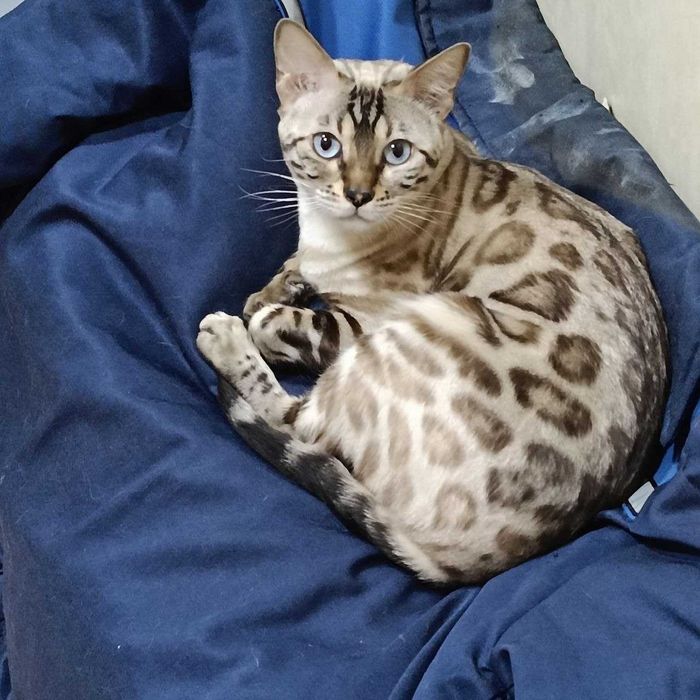 Бенгальские котята