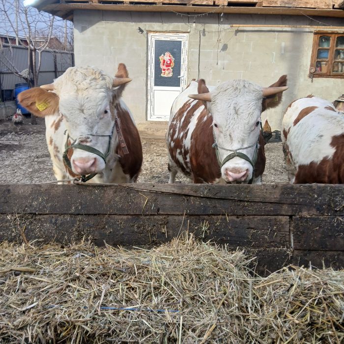 Vand 3 vitele  baltata romaneasca