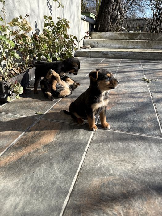 ПОДАРЯВАТ СЕ кученца на 2 месеца