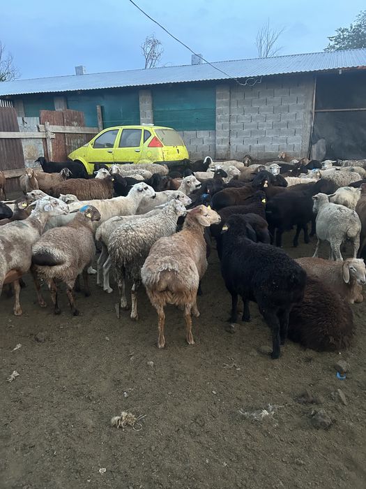 Продам баран. Кой сатылады. Семіз қой