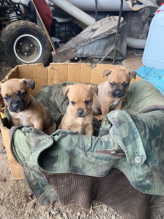 Три малко кученца