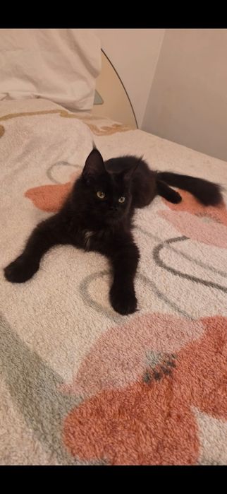 Fetita Maine Coon xxl