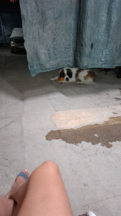 Кобель сенбернара