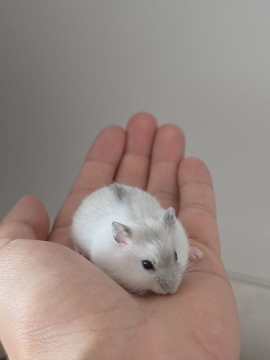 Pui HAMSTERI Siberini