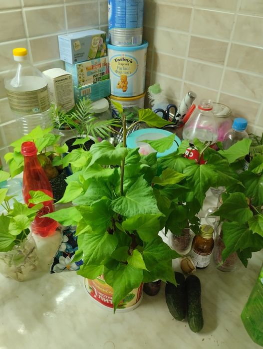 Батат  клубни 1500за кг