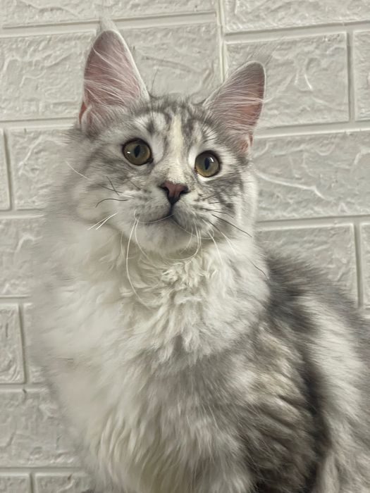 Maine Coon cu părinții campion.