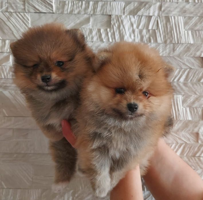 Продажа щенков шпиц