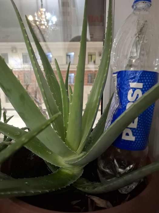 Алоэ, лечебный ,