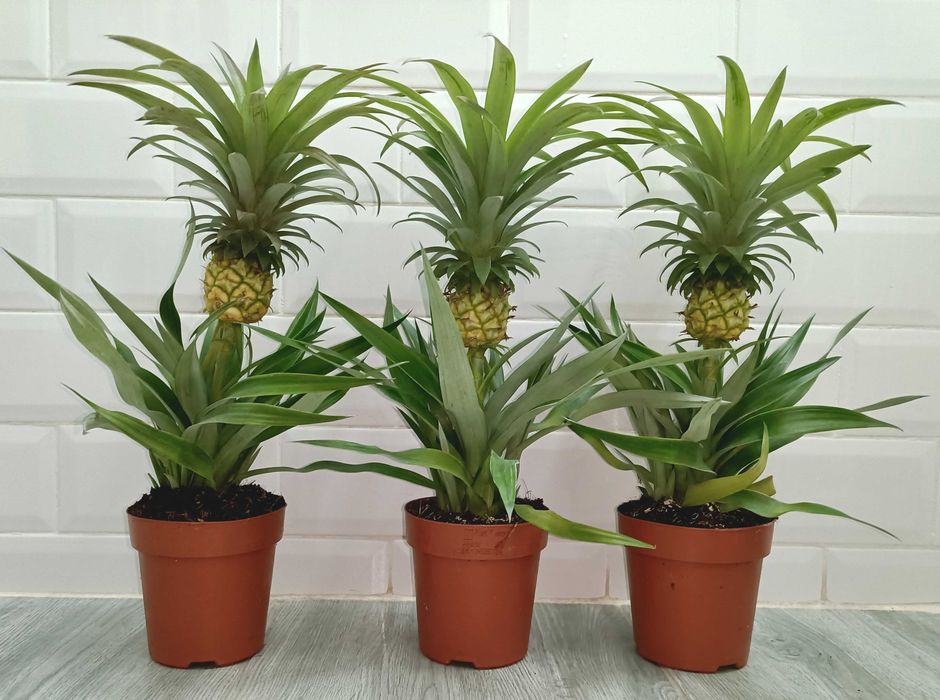 Plante tropicale perene