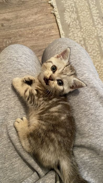 Шотладские котята