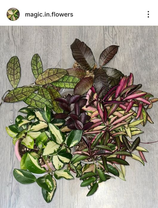 Продам Хойи срезами