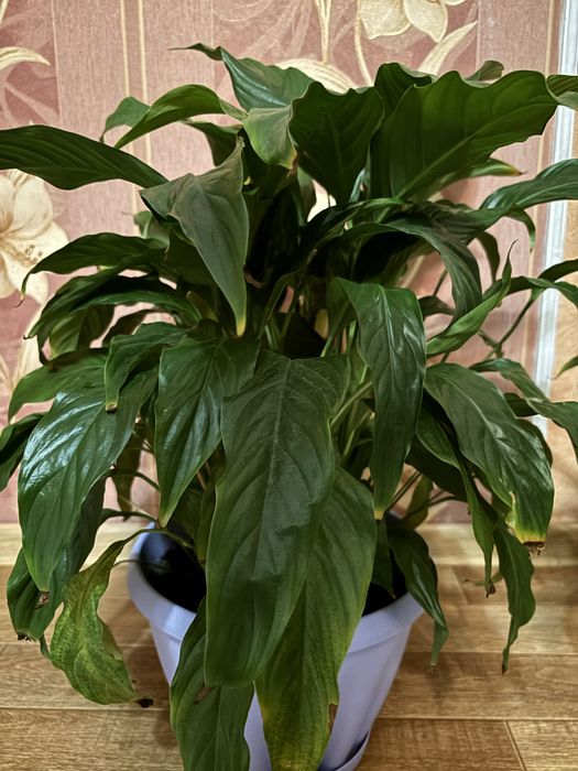 Цветы женское счастье