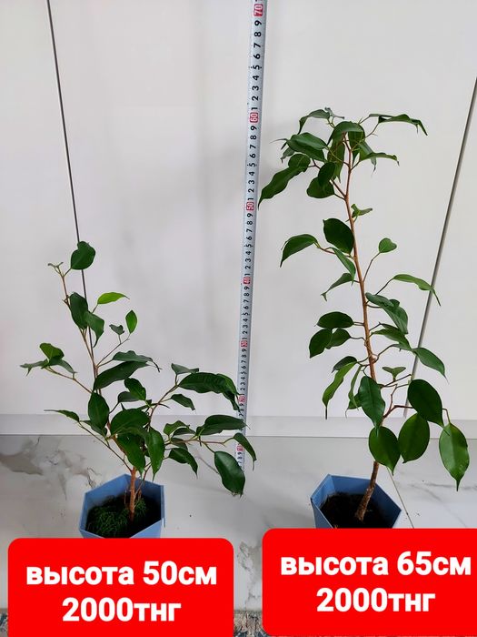 Продам фикус бенджамина