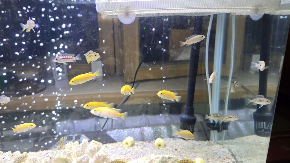 Продам мальков цихлид