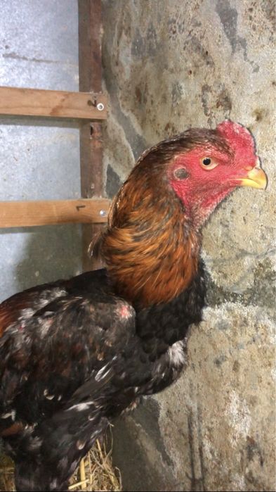 Япон Шамо жужа хуроз сотилади