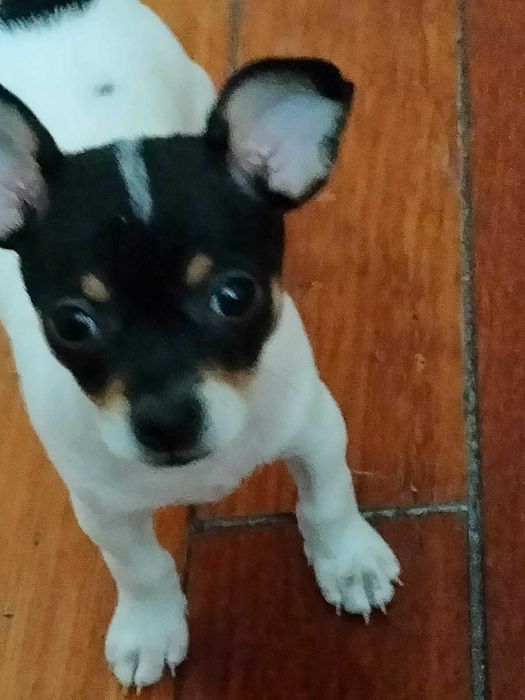 Продам щенков Чехуахуа