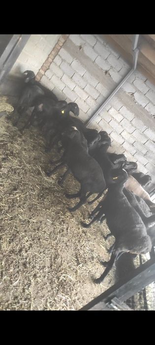 Семіз қойлар сатылады