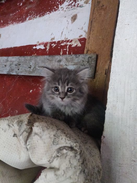 Отдам котят даром