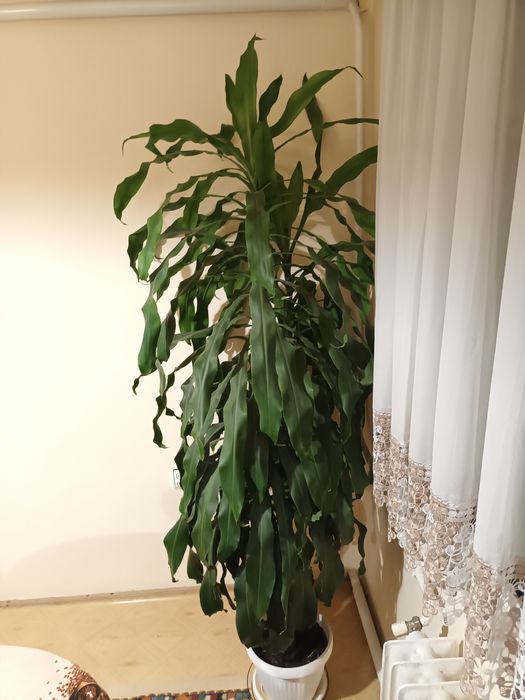 Драцена чисто зелена висока 2м