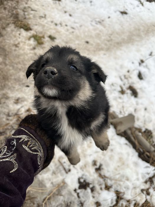 Милые щенки ищут дом