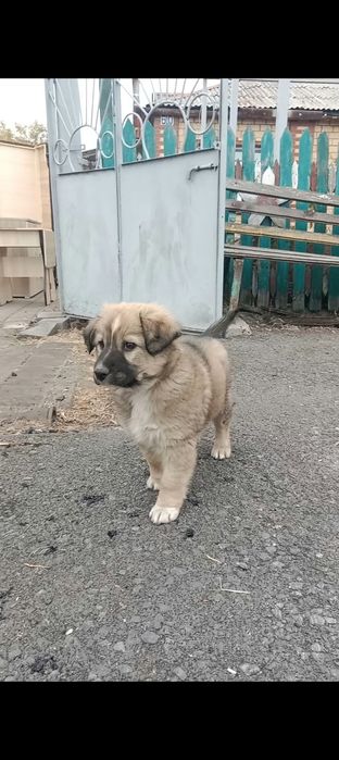 Отдам щенка. В добрые руки.