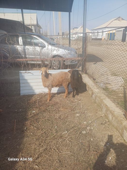 Тоқтылар семіз союға