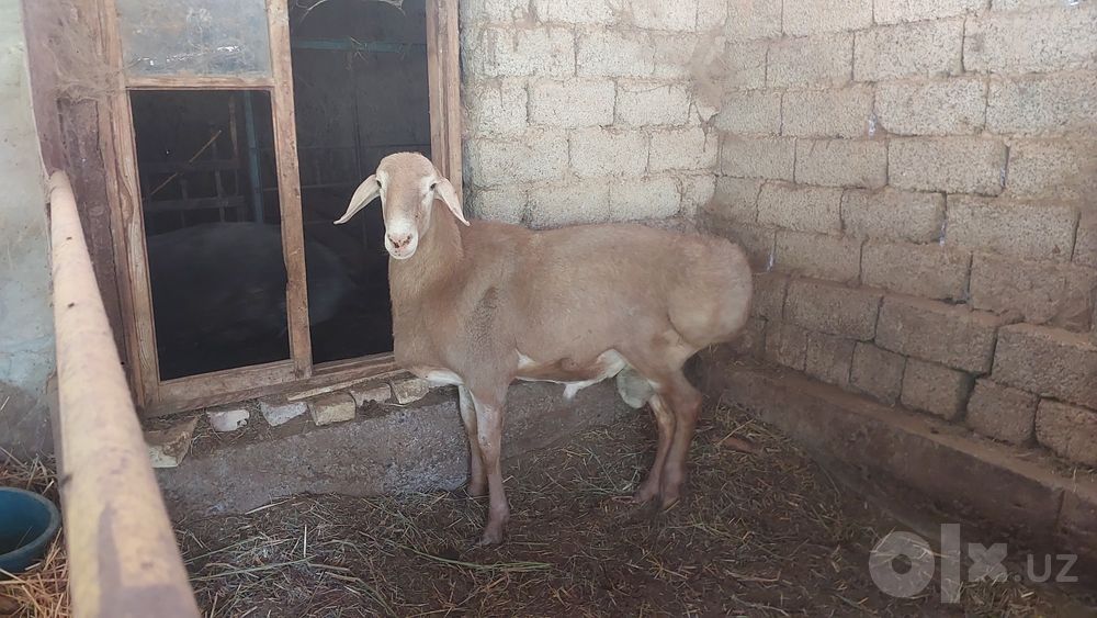 Arashan qoʻchqor