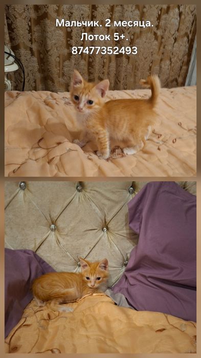 Котики и кошечки ищут дом.