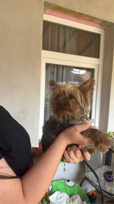 Yorkshire Mini Toy Baietel 8 Luni